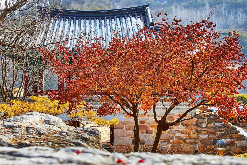 ilustrasi musim gugur di Korea Selatan (unsplash.com/Mathew Schwartz)