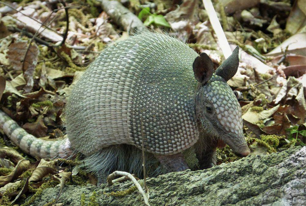 ilustrasi armadillo bergaris sembilan (wikimedia.org/gailhampshire)