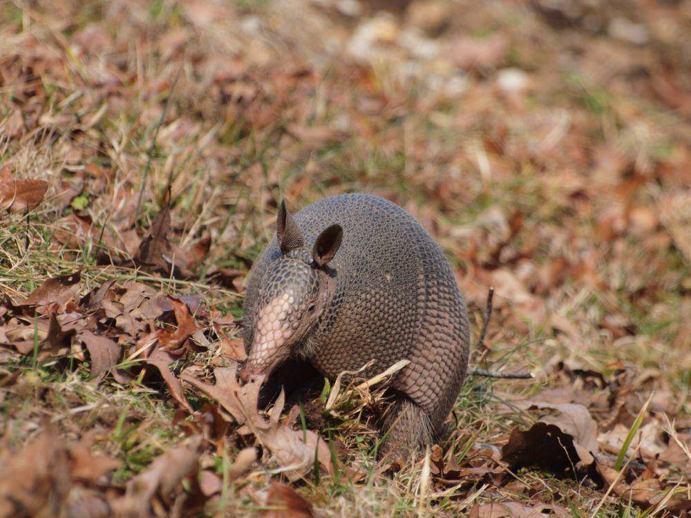 ilustrasi armadillo bergaris sembilan (wikimedia.org/James Hawkins)