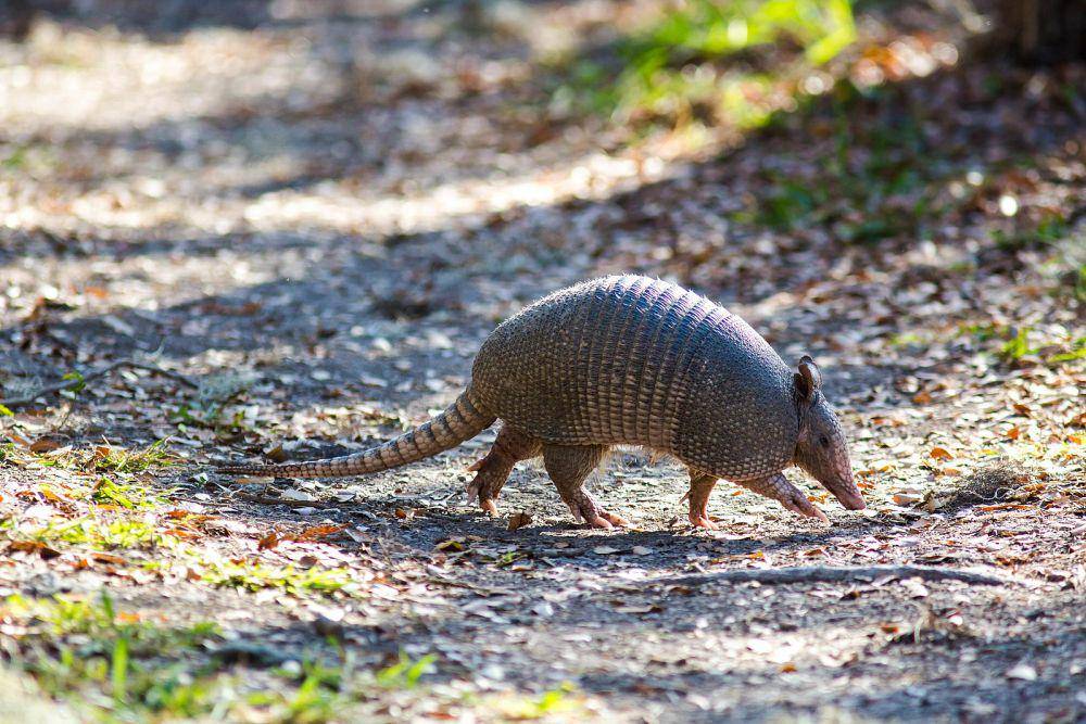 ilustrasi armadillo bergaris sembilan (wikimedia.org/cricketsblog)