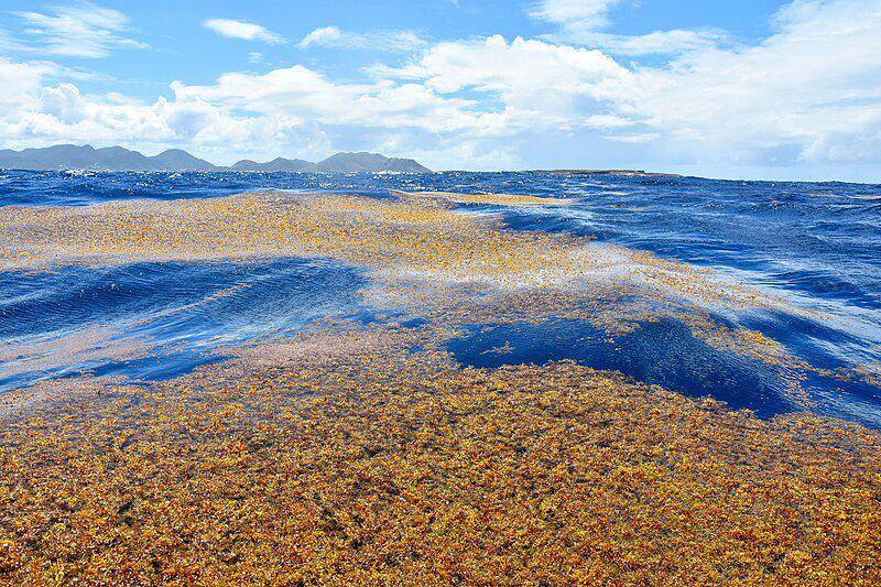 Ilustrasi Sargassum yang mengapung di permukaan perairan (commons.m.wikimedia.org/VELY Michel)