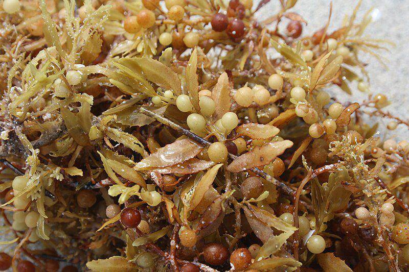 Ilustrasi Sargassum (commons.m.wikimedia.org/Bogdan Giușcă)