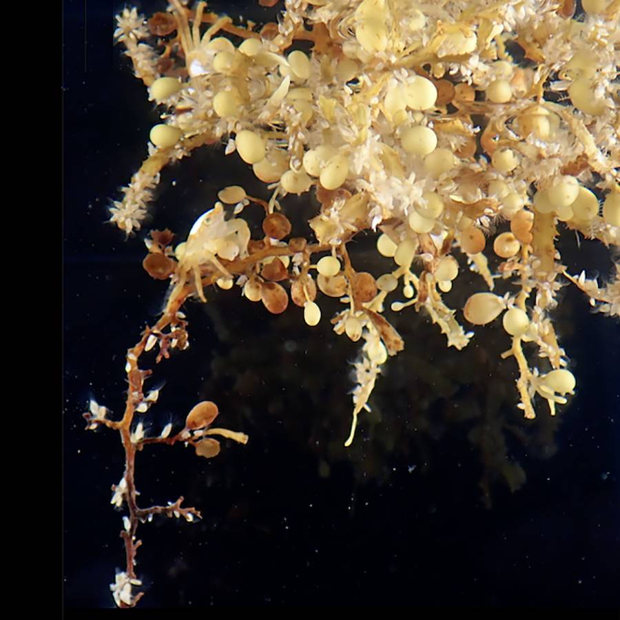 Ilustrasi struktur Sargassum (commons.m.wikimedia.org/Rebecca R. Helm)