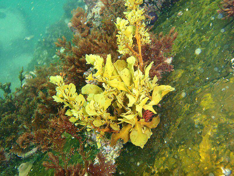 Ilustrasi Sargassum yang tenggelam di dasar laut (commons.m.wikimedia.org/Peter Southwood)
