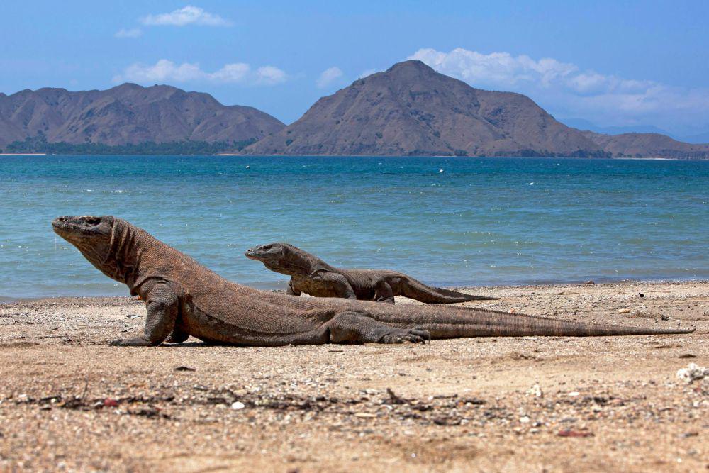 Pulau Komodo (pexels.com/Jeffry Surianto)