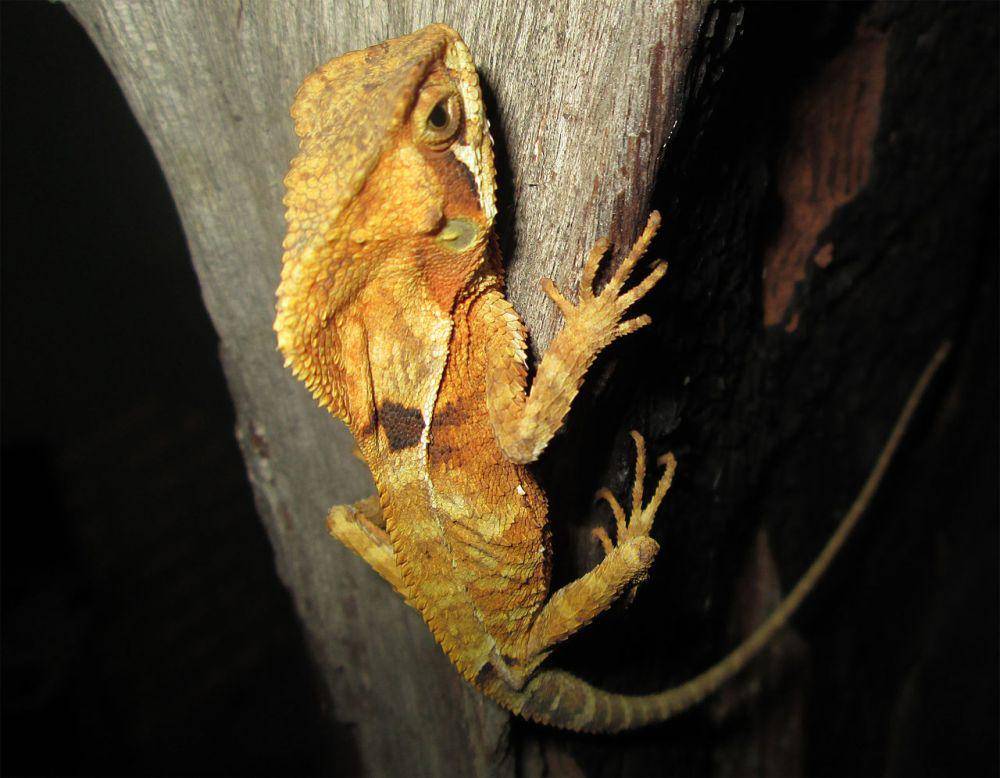 Smooth Helmeted (commons.wikimedia.org/Avalesco)