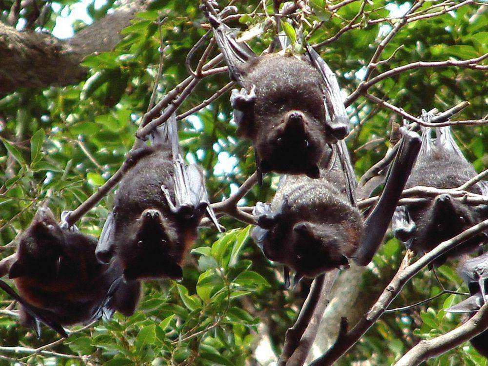 Kelelawar terbang sunda (inaturalist.org)