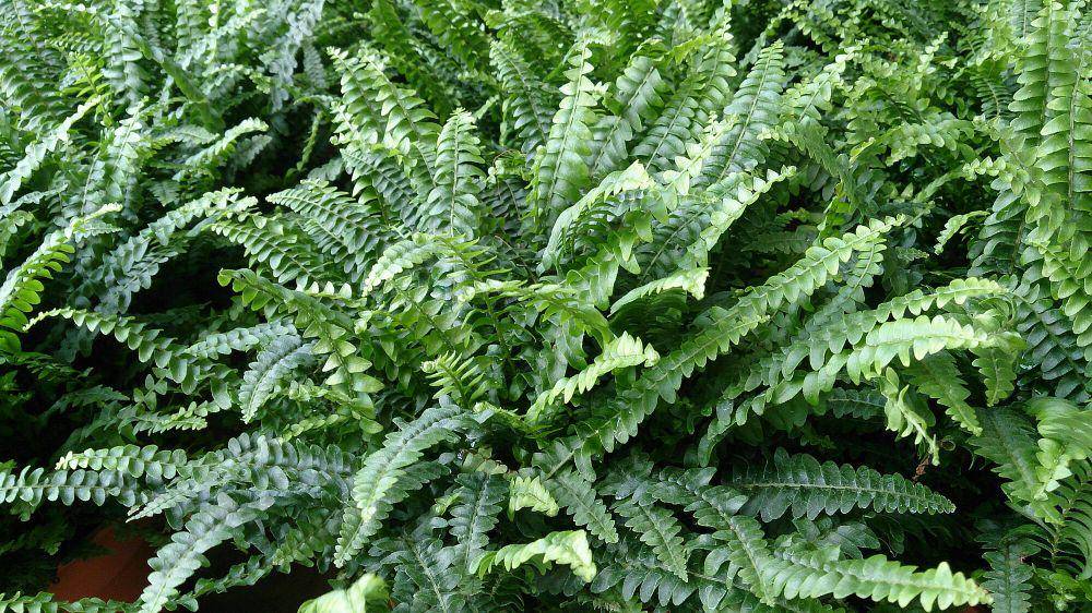 Boston fern (commons.m.wikimedia.org/Mokkie)