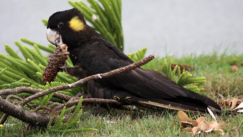 Yellow-tailed black cockatoo (commons.m.wikimedia.org/Tim)