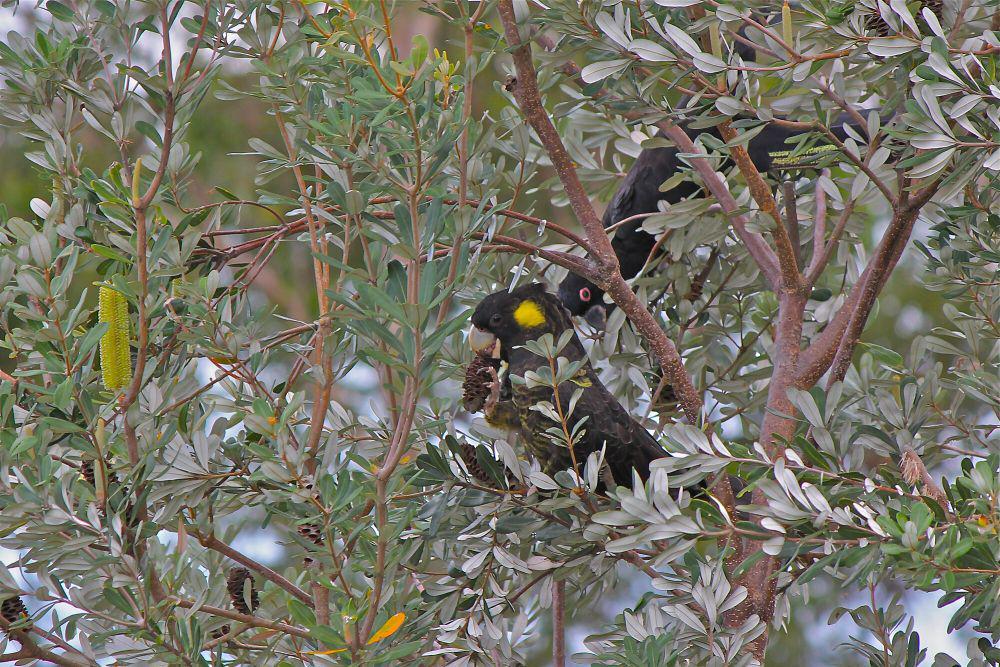 Yellow-tailed black cockatoo (commons.m.wikimedia.org/Brisbane City Council)