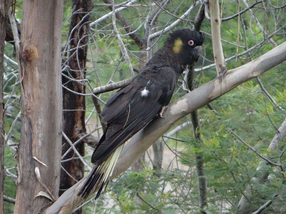 Yellow-tailed black cockatoo (commons.m.wikimedia.org/KenKnM)