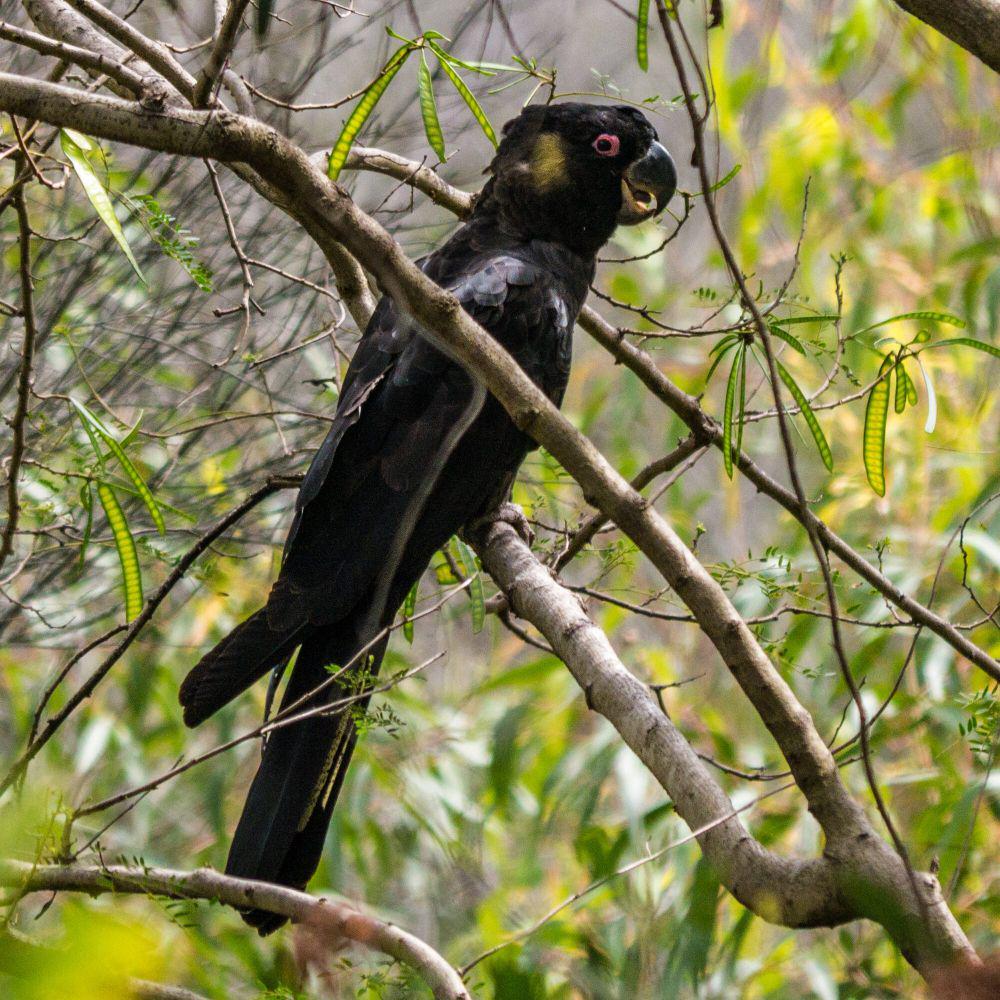 Yellow-tailed black cockatoo (commons.m.wikimedia.org/John Robert McPherson)