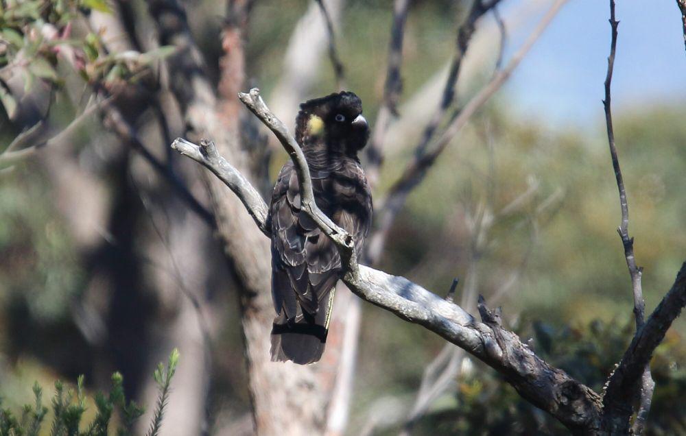Yellow-tailed black cockatoo (commons.m.wikimedia.org/Dominic Sherony)