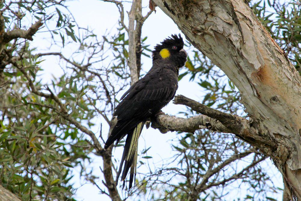 Yellow-tailed black cockatoo (commons.m.wikimedia.org/Greg Schechter)