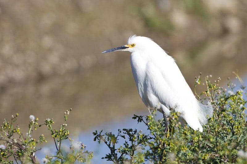 ilustrasi snowy egret (flickr.com/Allan Hack)