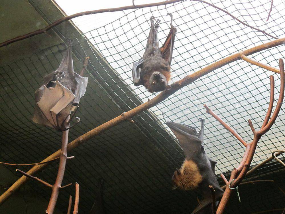 Kelelawar terbang kecil (commons.wikimedia.org/Hadonos)