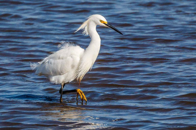 5 Kemampuan Unik Snowy Egret, Teknik Berburu Dip-fishing!