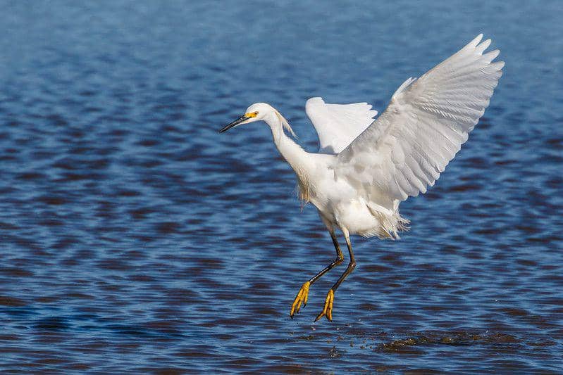 ilustrasi snowy egret (flickr.com/Allan Hack)