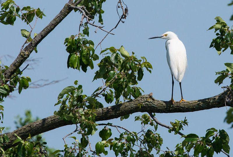 ilustrasi snowy egret (flickr.com/Kelly Colgan Azar)