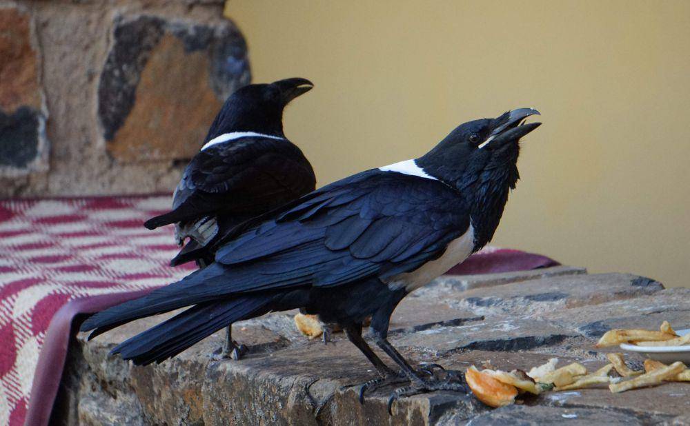 Pied Crow (flickr.com/schizoform)