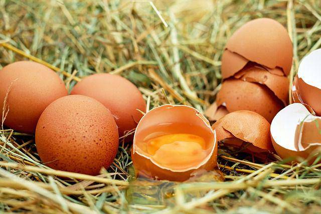 ilustrasi cangkang telur (pixabay.com/Couleur)