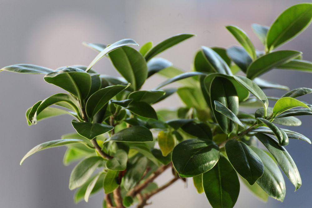 Ficus tree (pixabay.com/Julio Pablo Vazquez)