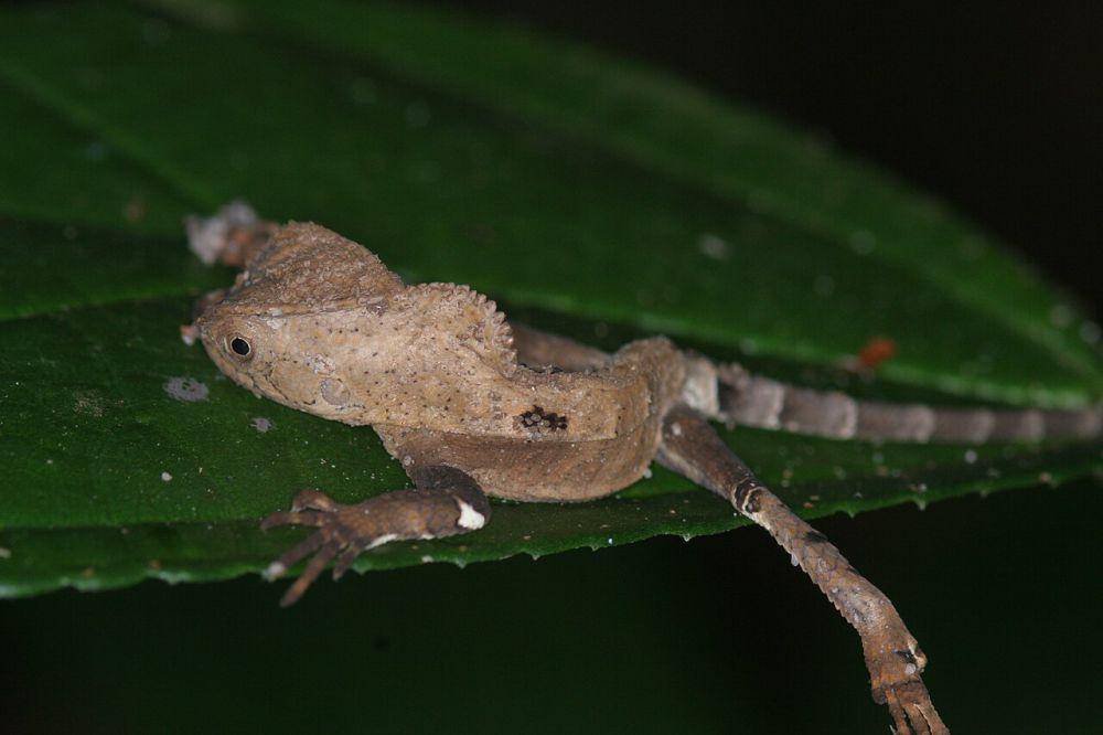 Smooth Helmeted (commons.wikimedia.org/caspar s)