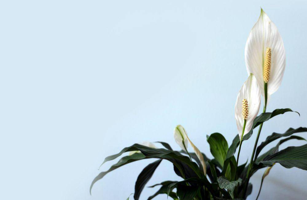 Peace lily (unsplash.com/Lan Gao)