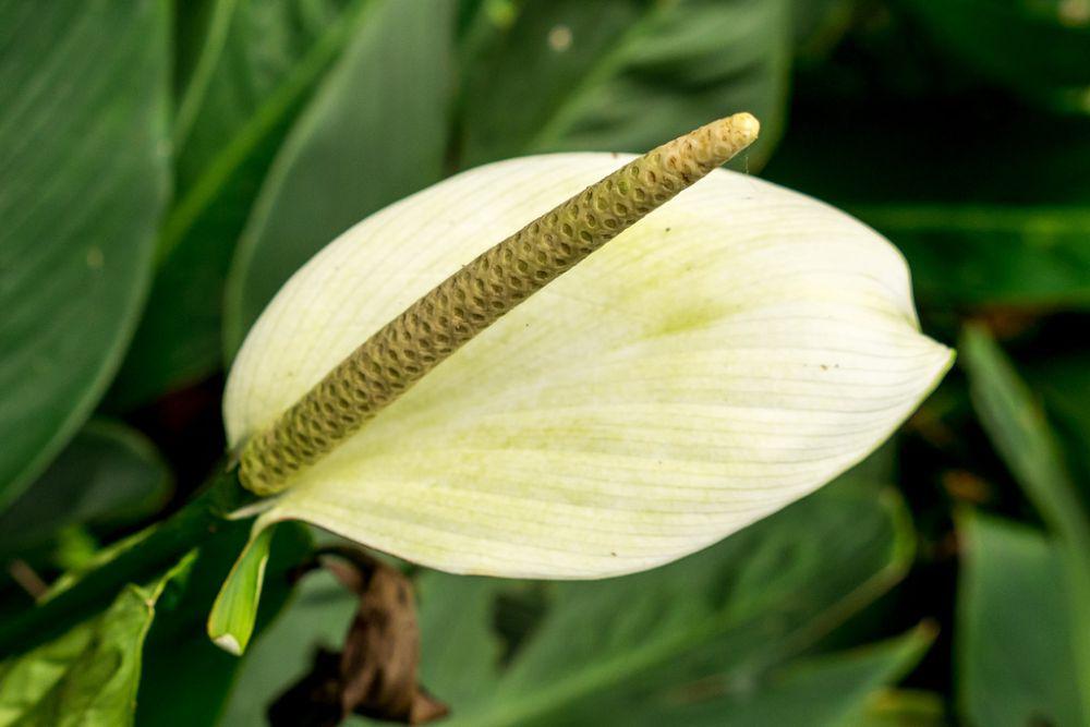 ilustrasi peace lily (inaturalist.org/grr007)