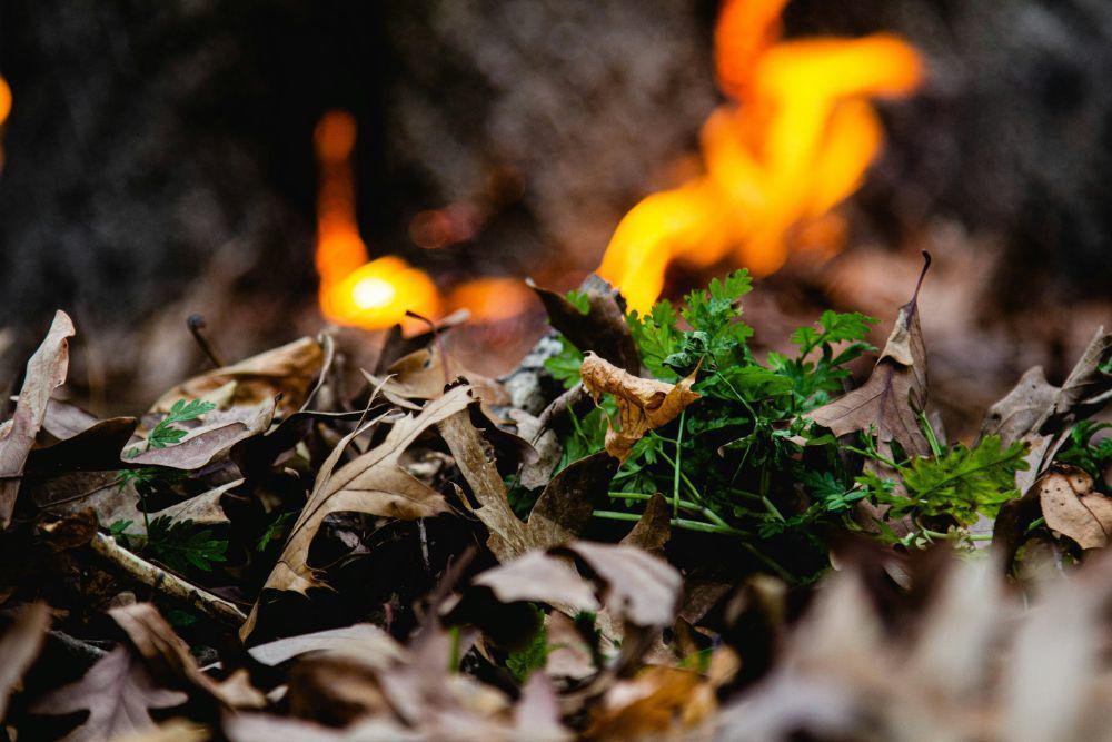 ilustrasi daun kering sebagai bahan bakar (unsplash.com/Mason Hassoun)