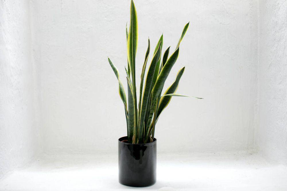 Snake plant (pexels.com/Fabian Stroobants)