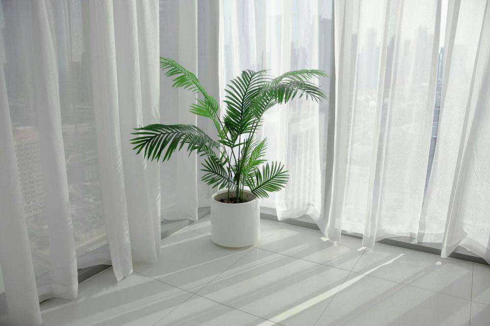 Areca palm (pexels.com/Gerson Lozano)