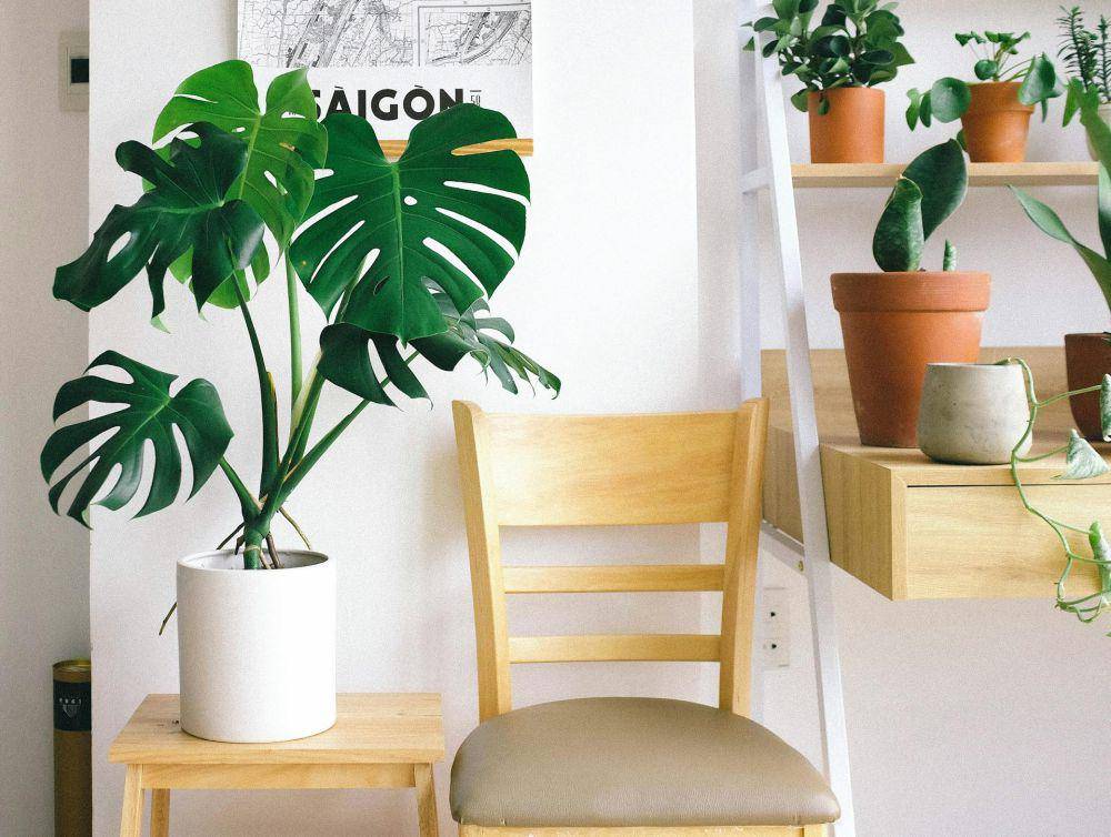 Monstera (pexels.com/Huy Phan)