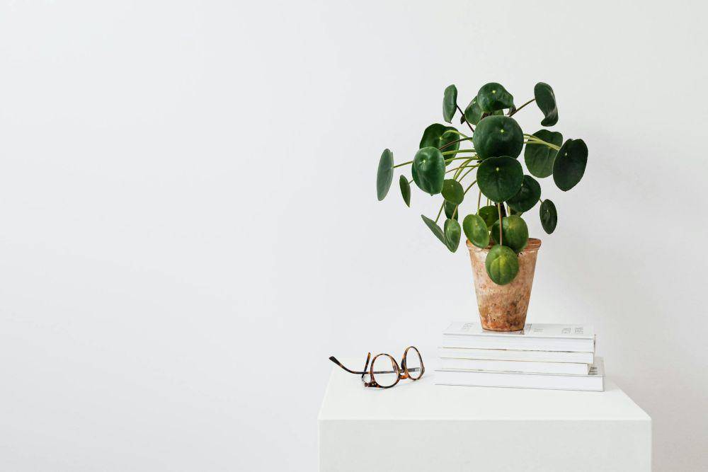 Chinese money plant (pexels.com/Karolina Kaboompics)