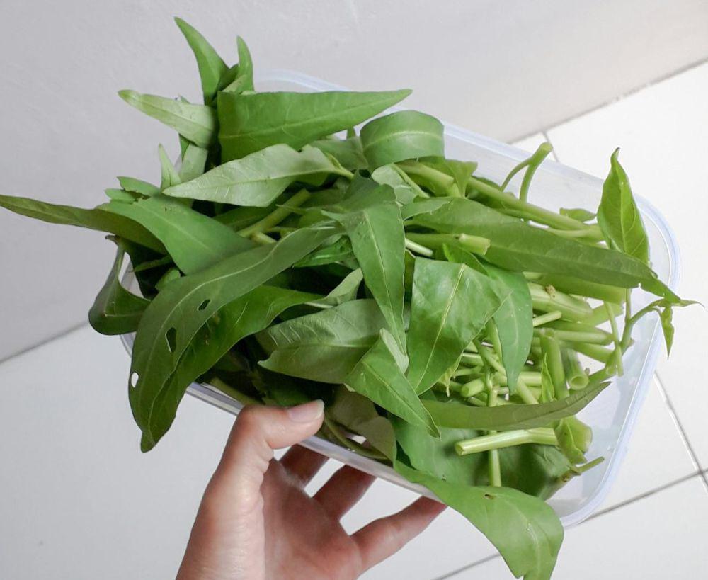 ilustrasi kangkung (pexels.com/Laudia Tysara)