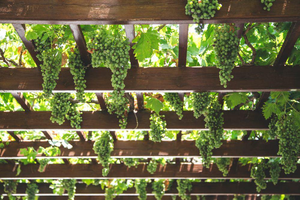 iustrasi pergola sebagai kebun buah vertikal (pexels.com/Milada Vigerova)