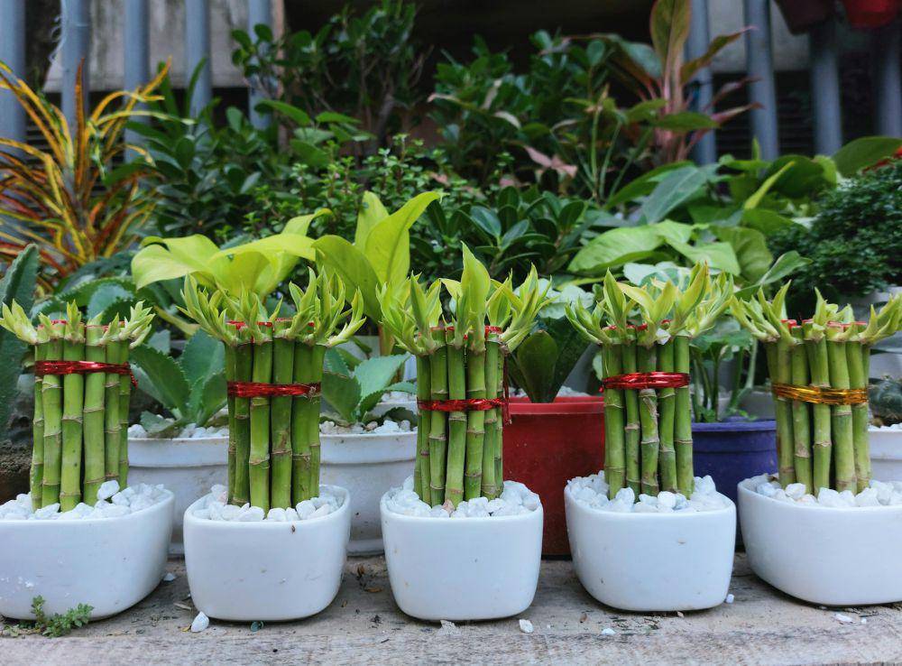 Lucky bamboo (unsplash.com/Toushif Alam)