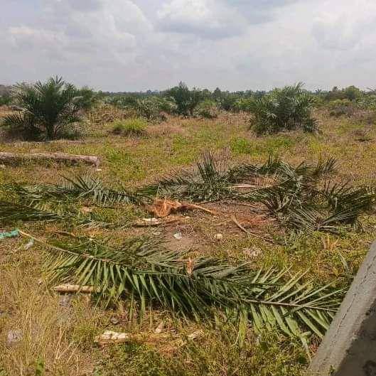 Kondisi kebun warga Musi Rawas yang rusak oleh kawanan gajah liar. (IDN Times/istimewa)