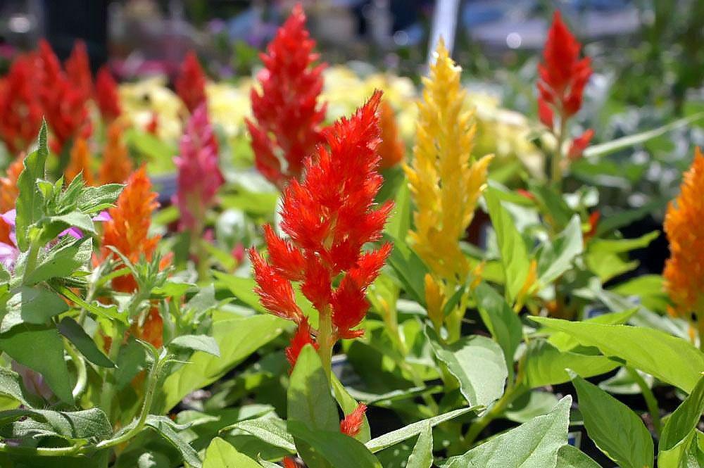 celosia (commons.wikimedia.org/David J. Stang)