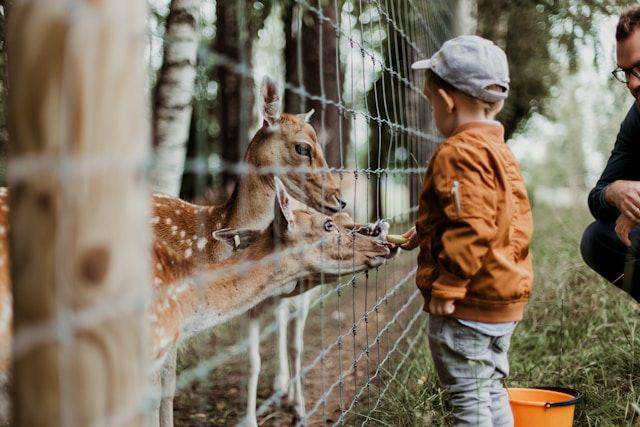 ilustrasi mini zoo The Nice Park (unsplash.com/Daiga Ellaby)