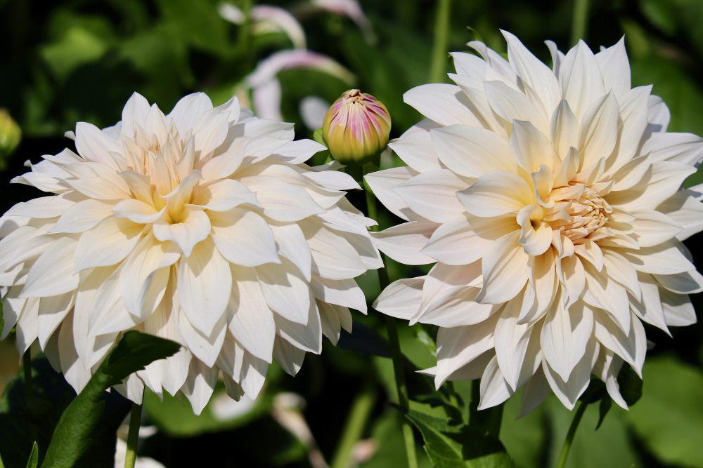 dahlia (pixabay.com/Nennieinszweidrei)