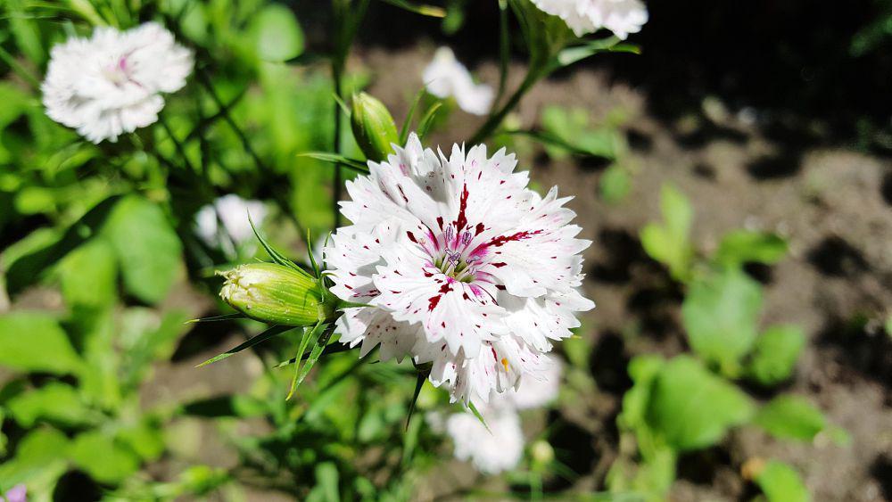 dianthus (pixabay.com/SanduStefan)