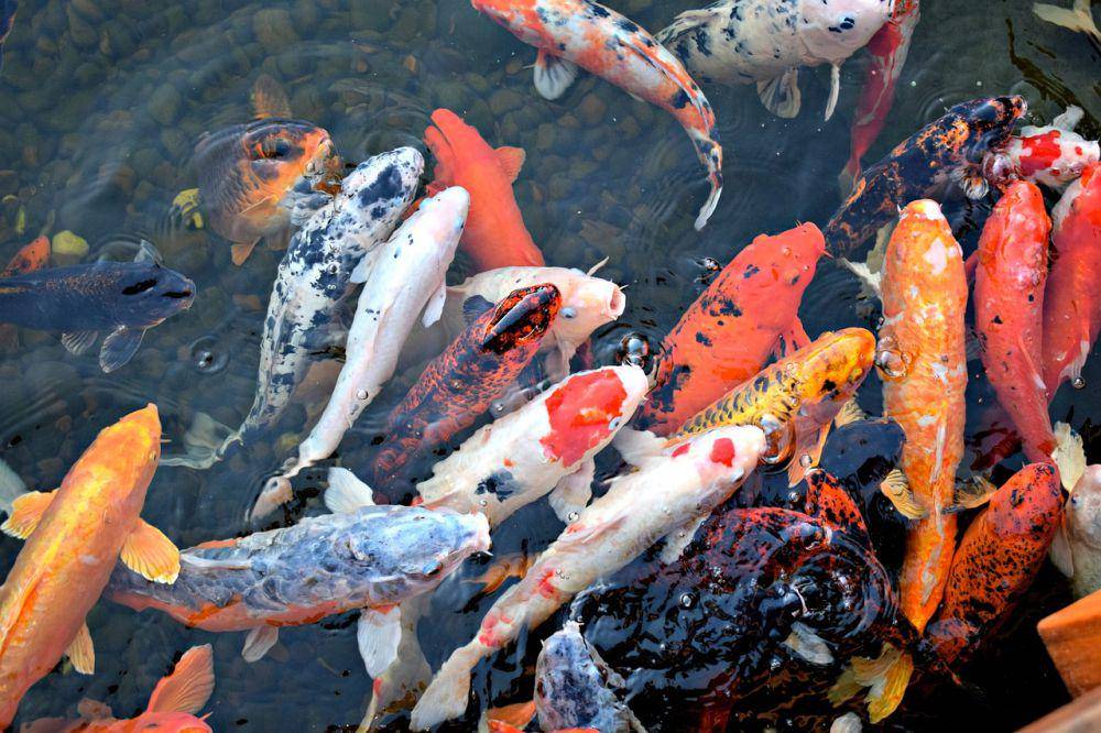 Ilustrasi ikan mas (pixabay.com/DearlyReloved)