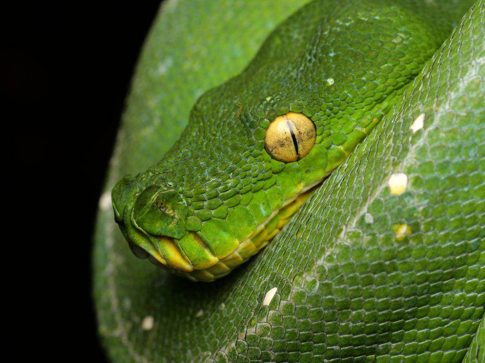 Ular sanca (inaturalist.org/Philipp Hoenle)