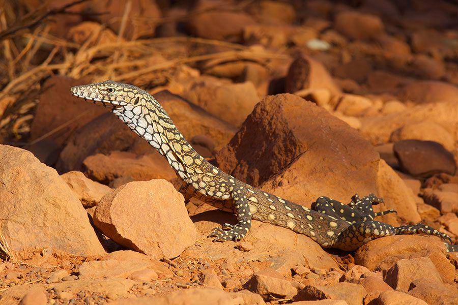 Biawak (inaturalist.org/John Sullivan)