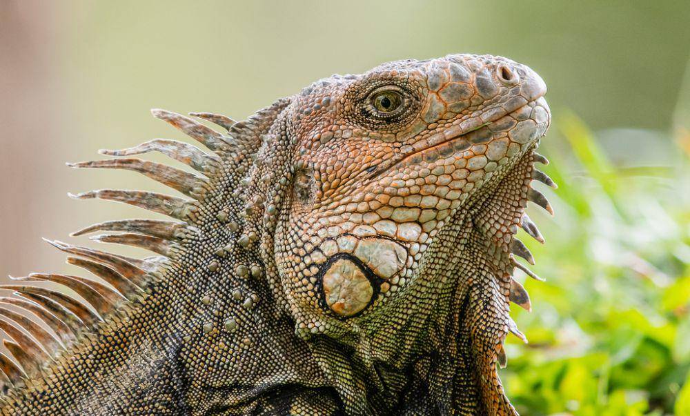Iguana (inaturalist.org/David Monroy R)