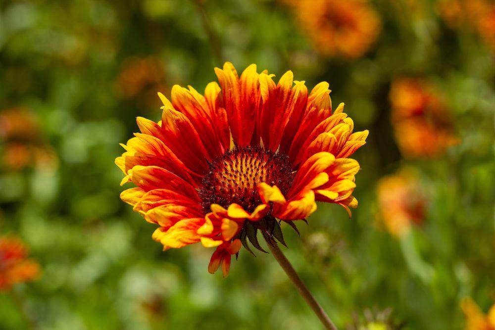 blanket flower (commons.wikimedia.org/Kikku33)