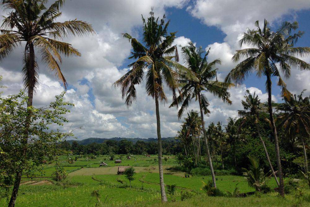 Pemandangan area persawahan di Sidemen (dok.pribadi/Natalia Indah)