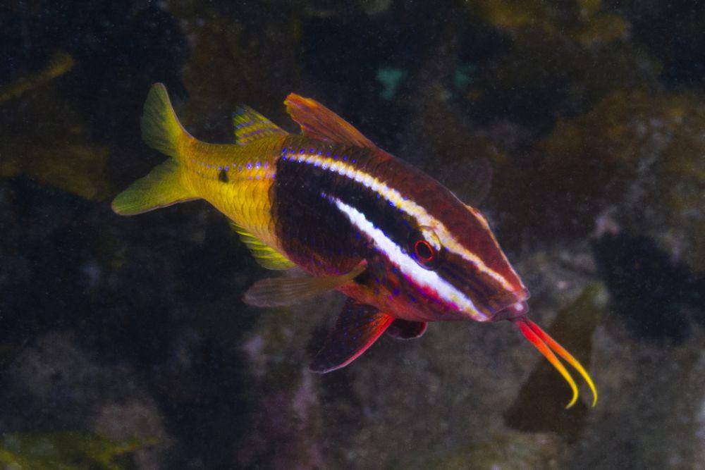 ilustrasi Parupeneus barberinoides (inaturalist.org/mattdowse)