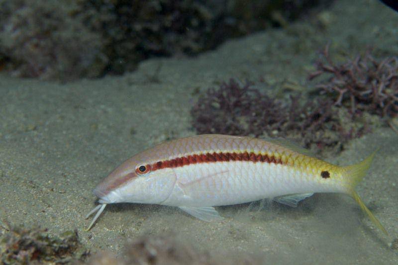 ilustrasi Parupeneus forsskali (inaturalist.org/naturundfoto)